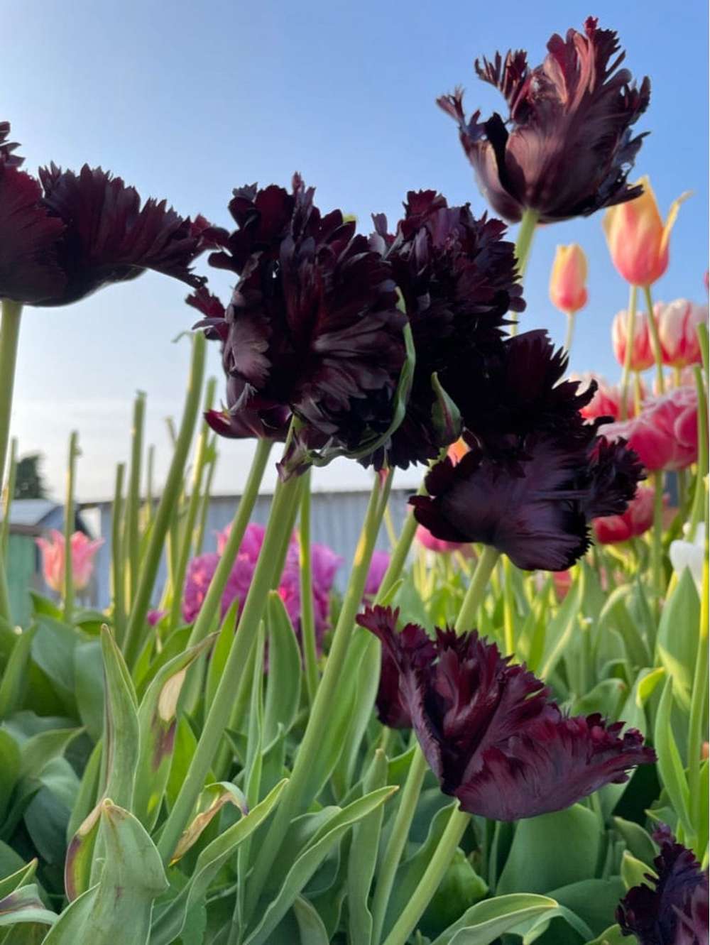 Tulipan 'Black Parrot'